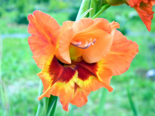 Картинка цветы гладиолусы оранжевый