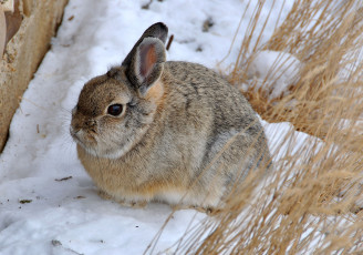 Картинка животные кролики зайцы пушистый
