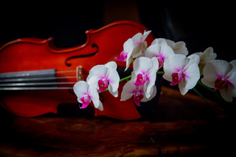 Картинка цветы орхидеи скрипка ветка
