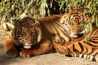 Картинка животные тигры хищники полосатый