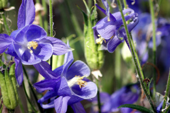 Картинка цветы аквилегия водосбор синий
