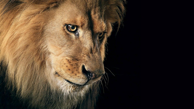 Обои картинки фото животные, львы, лев, зверь, кошка, хищник, взгляд, царь, зверей, грива