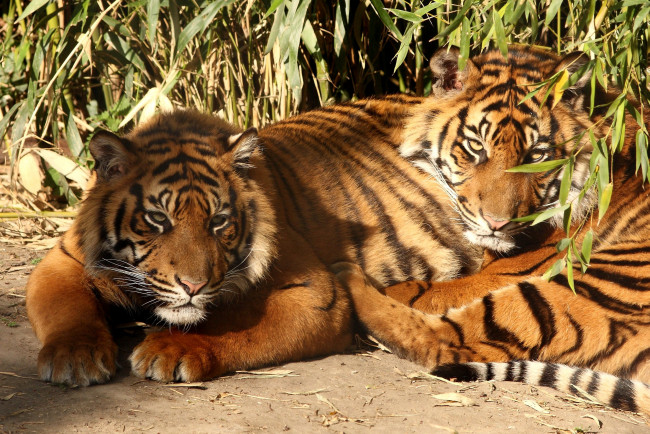 Обои картинки фото животные, тигры, хищники, полосатый