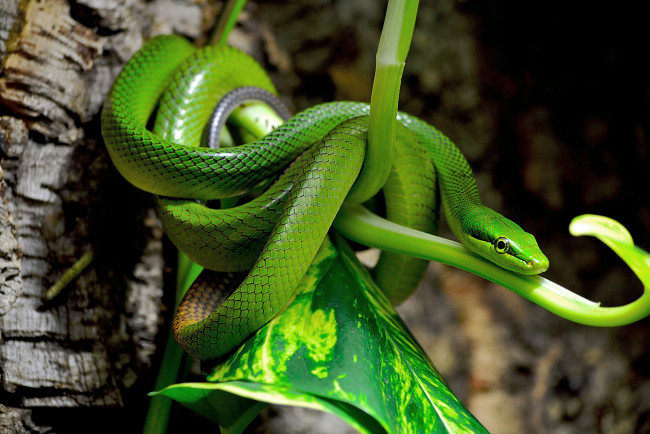 Обои картинки фото животные, змеи, питоны, кобры, зелёный, полоз, зеленый