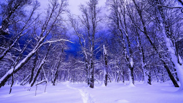 Картинка природа зима лес деревья снег дорожка