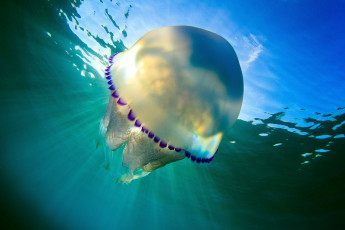 обоя животные, медузы, вода, подводный, мир, медуза, море, океан