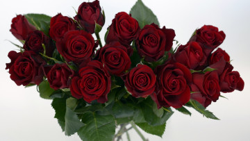 Картинка цветы розы бордо букет бутоны