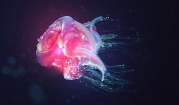 Картинка животные медузы подводный медуза вода море океан мир