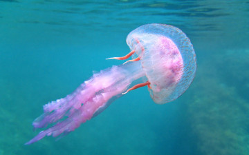 Картинка животные медузы мир подводный вода море медуза океан