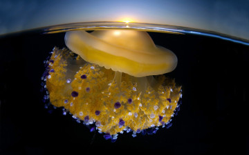 Картинка животные медузы вода подводный море мир океан медуза