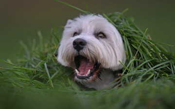Картинка животные собаки трава пёсик мордашка