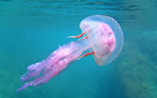 Обои картинки фото животные, медузы, мир, подводный, вода, море, медуза, океан