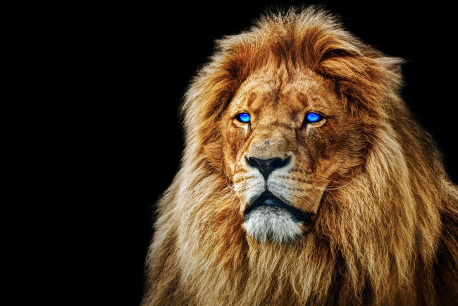 Обои картинки фото животные, львы, грива, лев, морда, глаза