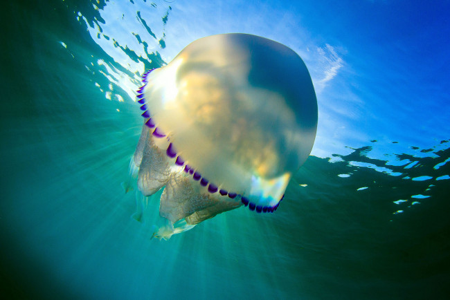 Обои картинки фото животные, медузы, вода, подводный, мир, медуза, море, океан