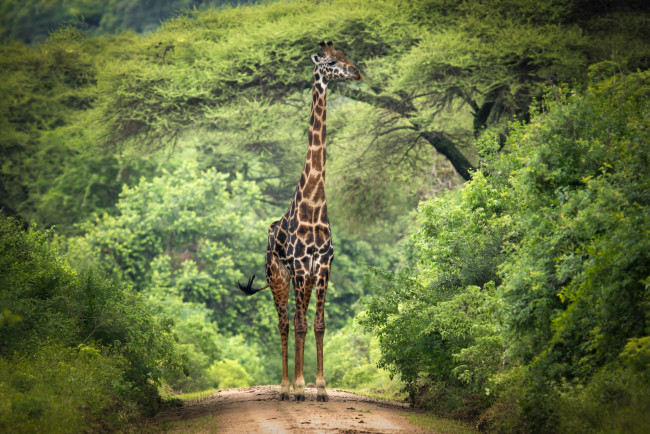 Обои картинки фото животные, жирафы, африка, жираф, деревья, ветки