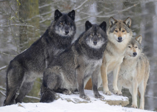 Картинка животные волки +койоты +шакалы