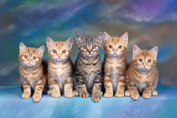 Картинка животные коты котята