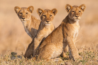 Картинка животные львы молодняк львята трио троица портрет