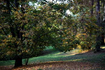 обоя природа, парк, осень, листопад