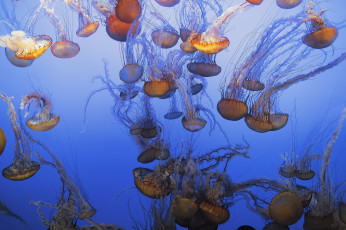 Картинка животные медузы пучина