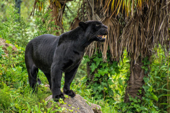 Картинка животные пантеры барс пантера хищник черный