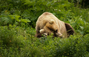 Картинка животные медведи листья трава лето зелень лапы медведь сон поляна отдых заросли фон зеленый природа поза морда