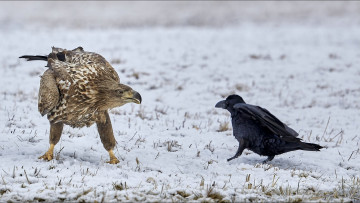 обоя животные, разные вместе, two, birds, animals, other, dispute