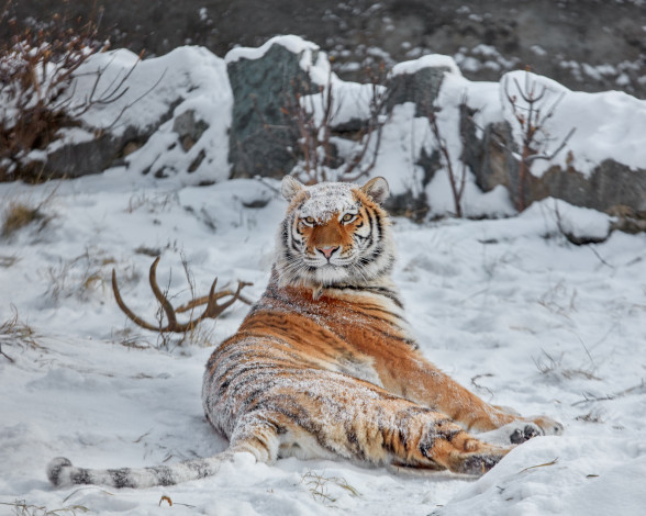 Обои картинки фото животные, тигры, снег, зима, тигрица, дикая, кошка