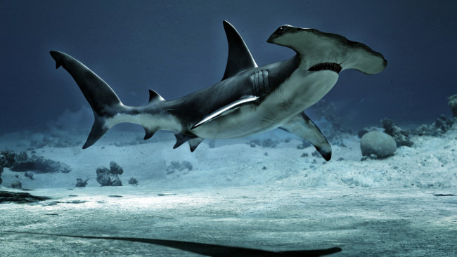 Обои картинки фото животные, акулы, молот, море, акула