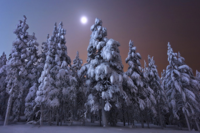 Обои картинки фото природа, зима, andrey, chabrov, финляндия, ели, луна, ночь, пейзаж, деревья, снег, лес