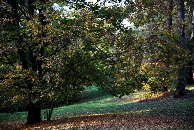 Обои картинки фото природа, парк, осень, листопад