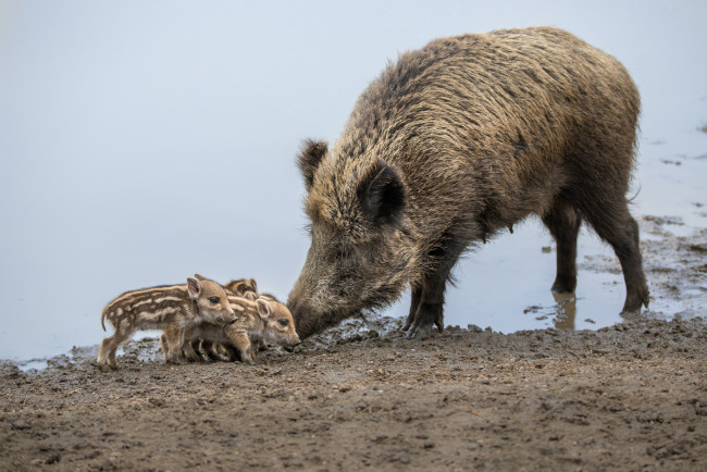 Обои картинки фото животные, свиньи,  кабаны, семейство