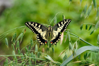 Картинка махаон животные бабочки +мотыльки +моли насекомое трава бабочка