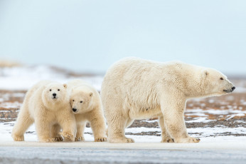 обоя белый полярный медведь,  медведица с медвежатами, животные, медведи, белый, медвежата, медвежонок, медведица, полярный, медведь, хищники, медвежьи, млекопитающие, снег, мороз, льды, шерсть, когти, пасть, клыки