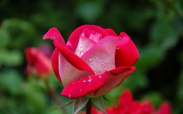 Картинка цветы розы бутон роза капли