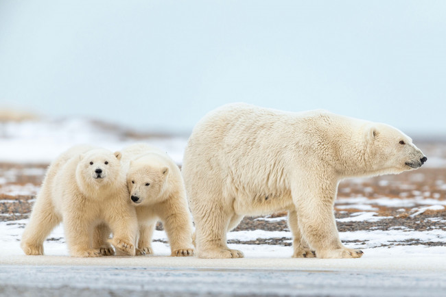 Обои картинки фото белый полярный медведь,  медведица с медвежатами, животные, медведи, белый, медвежата, медвежонок, медведица, полярный, медведь, хищники, медвежьи, млекопитающие, снег, мороз, льды, шерсть, когти, пасть, клыки