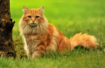 Картинка животные коты кот рыжий трава дерево