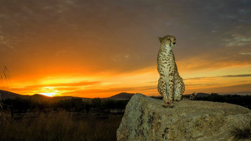 Картинка животные гепарды гепард камень закат