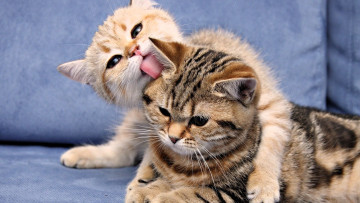 Картинка животные коты пара язык