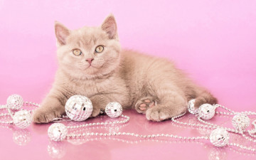 Картинка животные коты кот гирлянда шарики