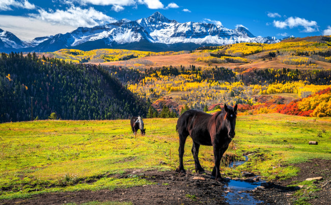 Обои картинки фото животные, лошади, пастбище, горы, осень