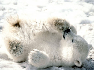 Картинка животные медведи медведь снег