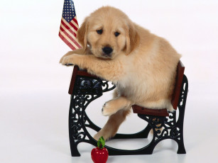 Картинка животные собаки флаг собака щенок парта яблоко