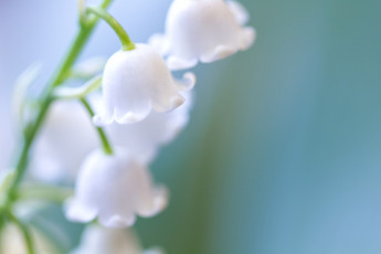 Картинка цветы ландыши нежный белый