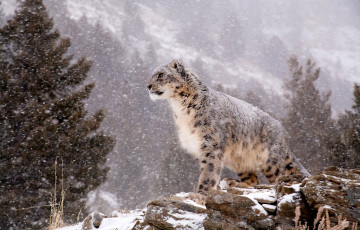Картинка животные снежный барс ирбис горы снегопад белый