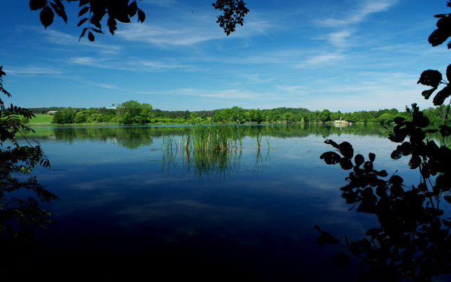 Обои картинки фото природа, реки, озера, покой, камыши, деревья, река