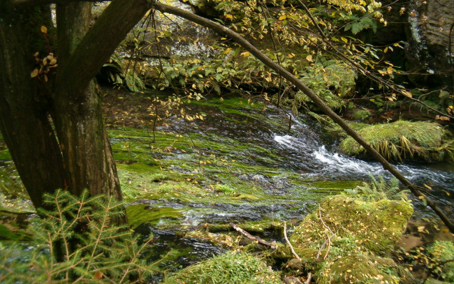 Обои картинки фото природа, реки, озера, поток, деревья