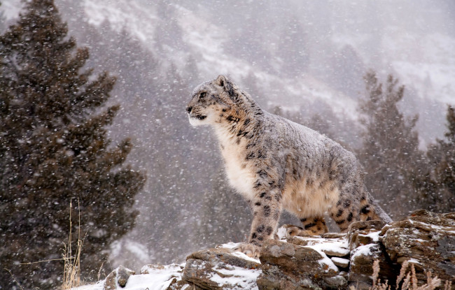 Обои картинки фото животные, снежный, барс, ирбис, горы, снегопад, белый