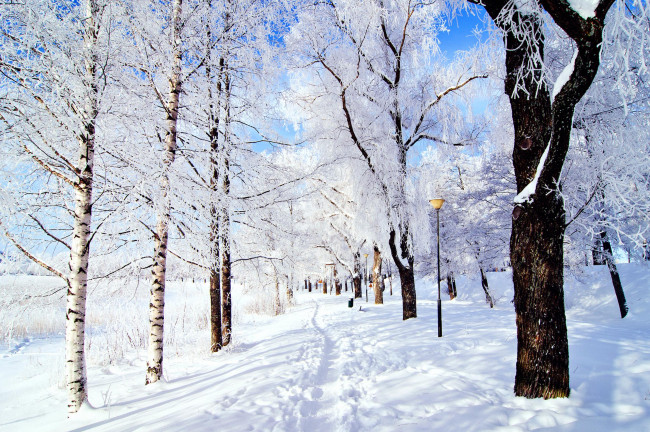 Обои картинки фото природа, зима, деревья, снег, парк, иней, небо