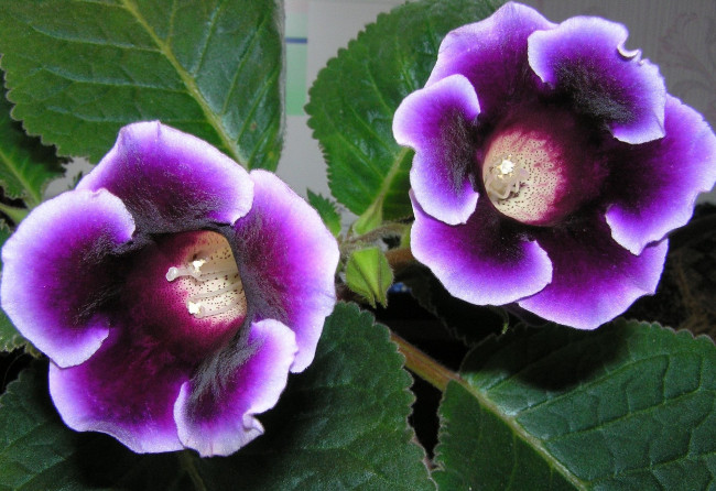 Обои картинки фото цветы, глоксиния, синнингия, фиолетовый